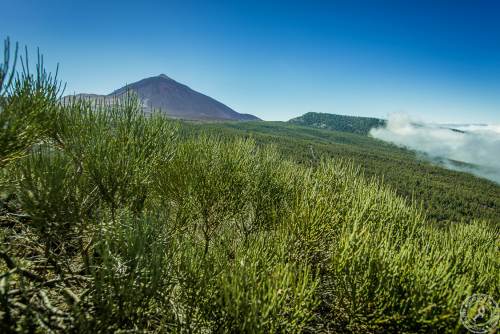 Zwischen Pico del Teide und dem Orotava Tal