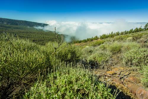 Zwischen Pico del Teide und dem Orotava Tal