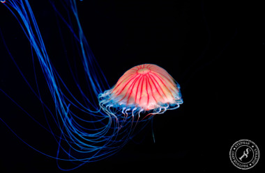 Quallen-Jellyfish-10