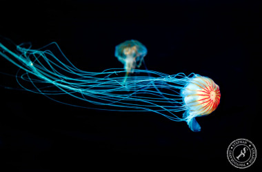 Quallen-Jellyfish-12