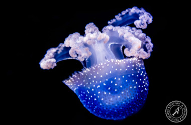 Quallen-Jellyfish-13