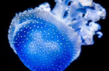 Quallen-Jellyfish-14
