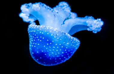 Quallen-Jellyfish-16
