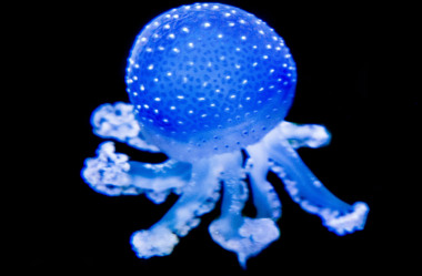 Quallen-Jellyfish-17