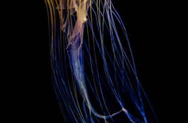 Quallen-Jellyfish-2