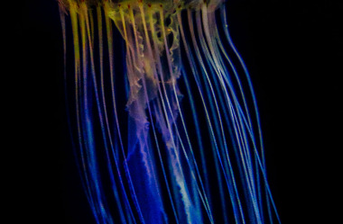 Quallen-Jellyfish-21