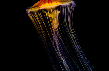 Quallen-Jellyfish-3