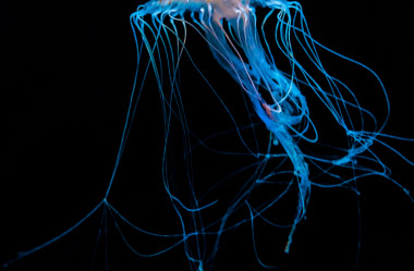 Quallen-Jellyfish-4