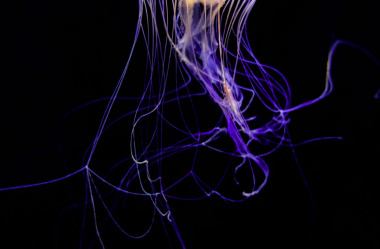 Quallen-Jellyfish-5