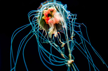Quallen-Jellyfish-6