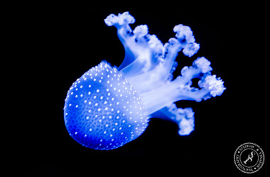 Quallen-Jellyfish-7
