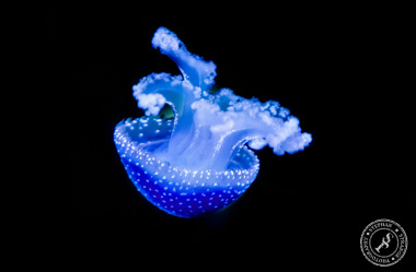 Quallen-Jellyfish-8