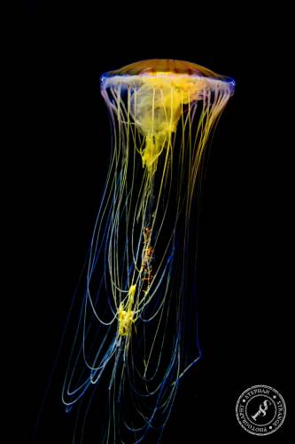Quallen-Jellyfish-1