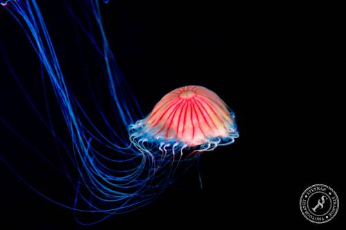Quallen-Jellyfish-10