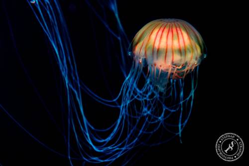 Quallen-Jellyfish-11