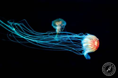 Quallen-Jellyfish-12