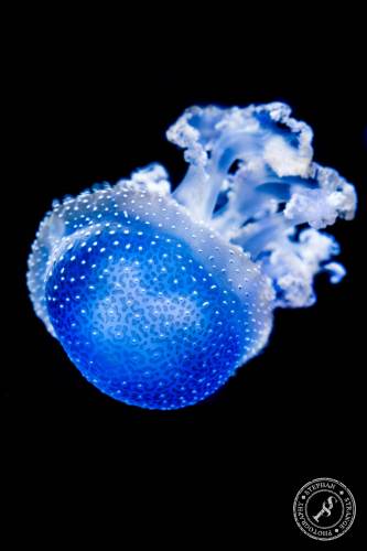Quallen-Jellyfish-14