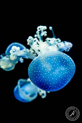Quallen-Jellyfish-15