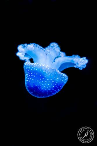 Quallen-Jellyfish-16