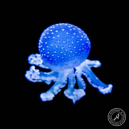 Quallen-Jellyfish-17