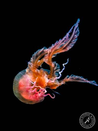 Quallen-Jellyfish-18