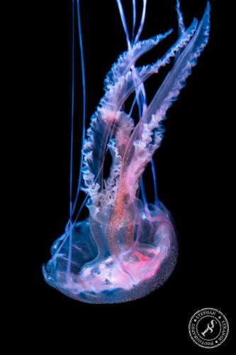 Quallen-Jellyfish-19