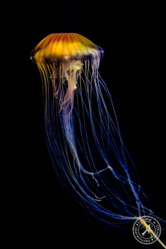 Quallen-Jellyfish-2