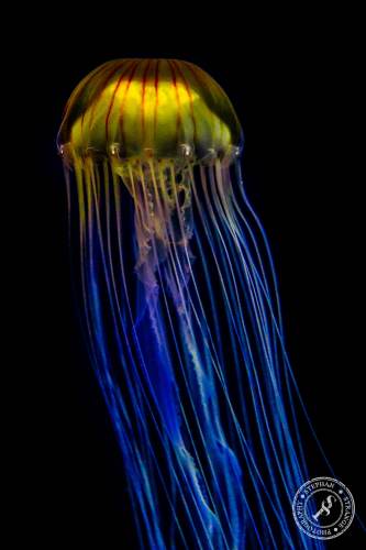 Quallen-Jellyfish-21
