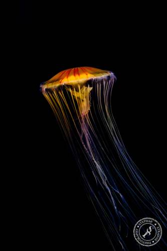 Quallen-Jellyfish-3