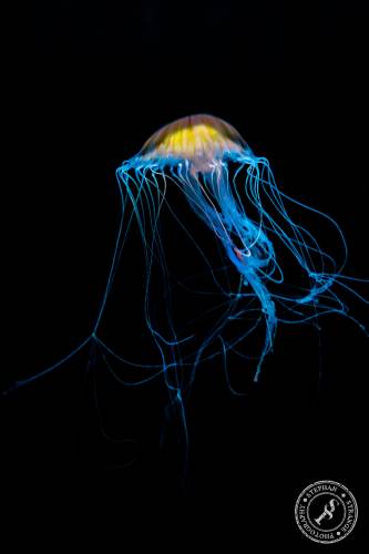 Quallen-Jellyfish-4