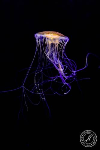 Quallen-Jellyfish-5