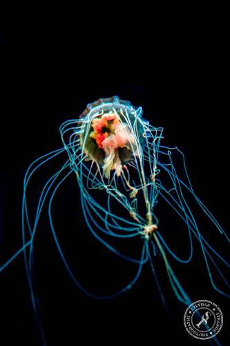 Quallen-Jellyfish-6