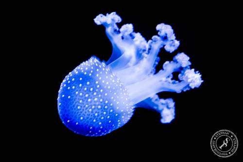 Quallen-Jellyfish-7
