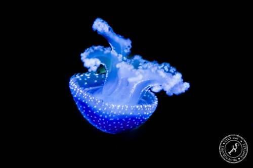 Quallen-Jellyfish-8