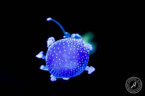 Quallen-Jellyfish-9