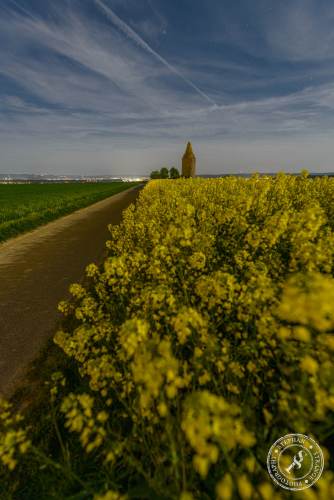 Rapsfelder bei Nacht