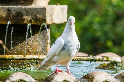 Die San Anton Gardens auf Malta