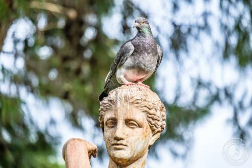 Die San Anton Gardens auf Malta