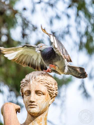 Die San Anton Gardens auf Malta