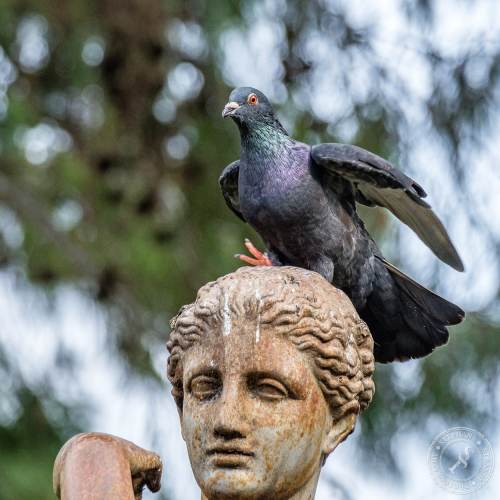 Die San Anton Gardens auf Malta