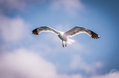Seagulls in the air (12)
