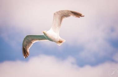 Seagulls in the air (3)