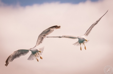 Seagulls in the air (4)