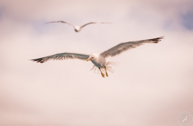 Seagulls in the air (5)