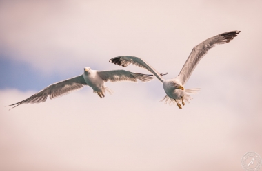 Seagulls in the air (7)