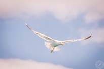 Seagulls in the air (1)