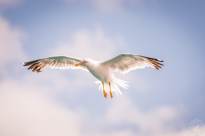 Seagulls in the air (10)