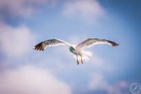 Seagulls in the air (11)