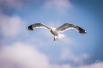Seagulls in the air (12)