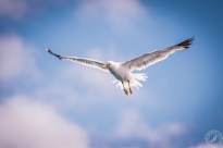 Seagulls in the air (13)